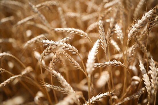 Russia Agriculture Wheat Harvesting