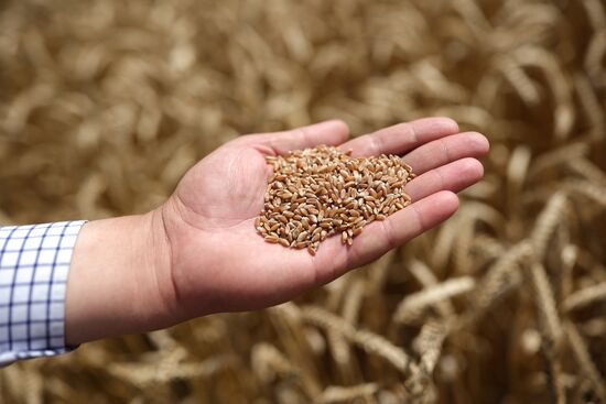 Russia Agriculture Wheat Harvesting