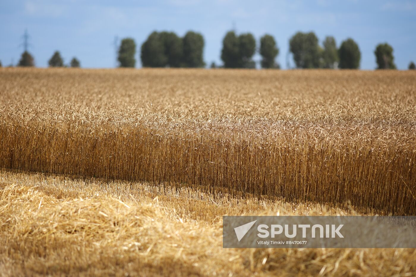 Russia Agriculture Wheat Harvesting