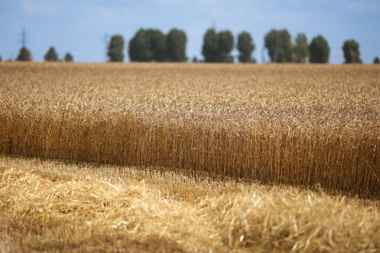Russia Agriculture Wheat Harvesting