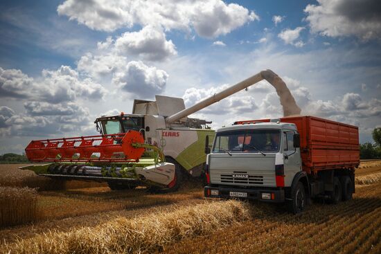 Russia Agriculture Wheat Harvesting