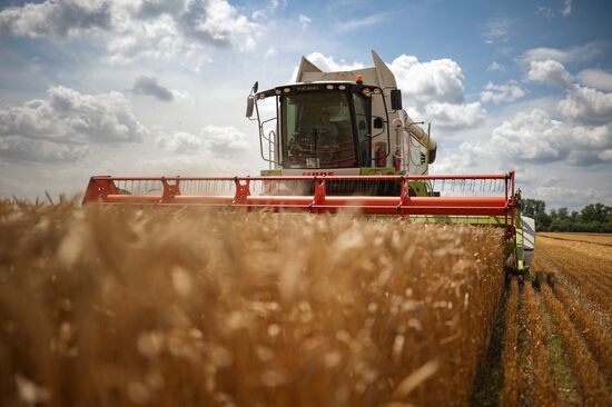 Russia Agriculture Wheat Harvesting