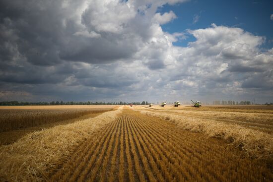 Russia Agriculture Wheat Harvesting