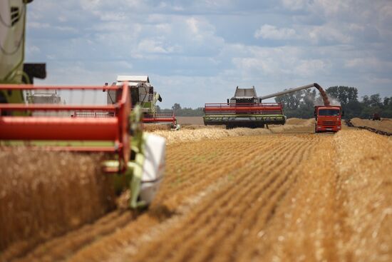 Russia Agriculture Wheat Harvesting