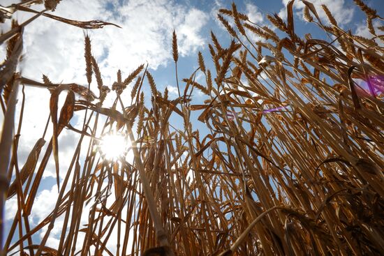 Russia Agriculture Wheat Harvesting