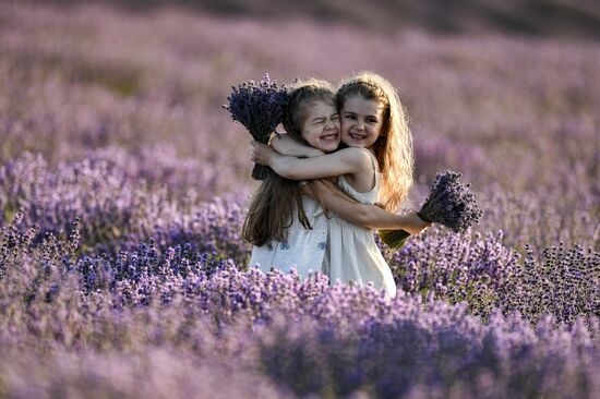 Russia Lavender Fields