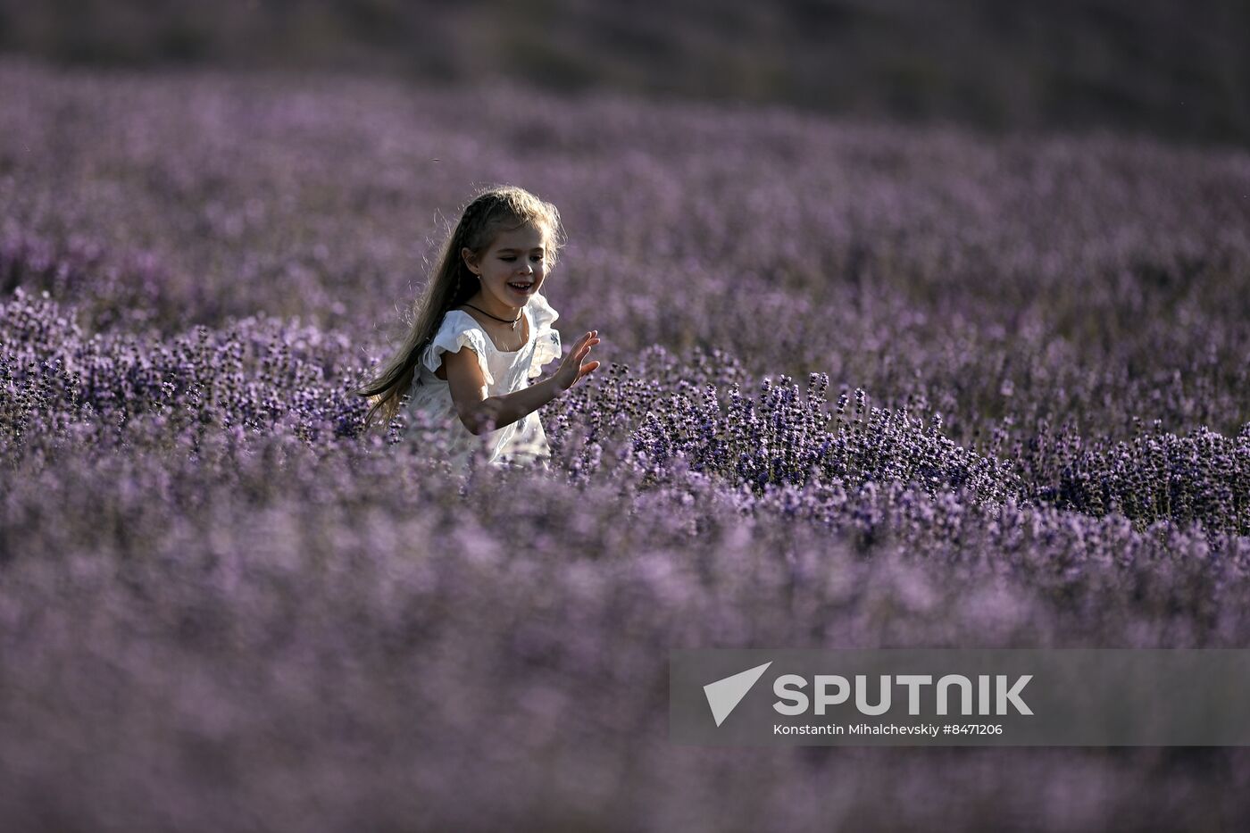 Russia Lavender Fields