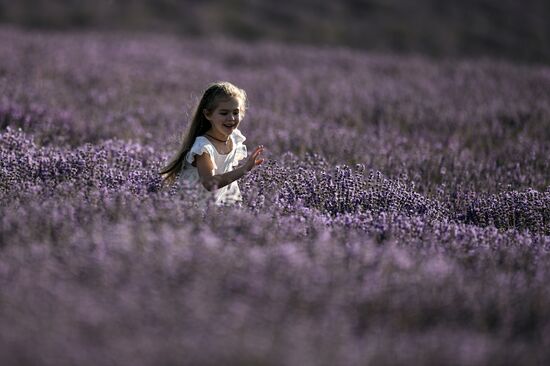 Russia Lavender Fields