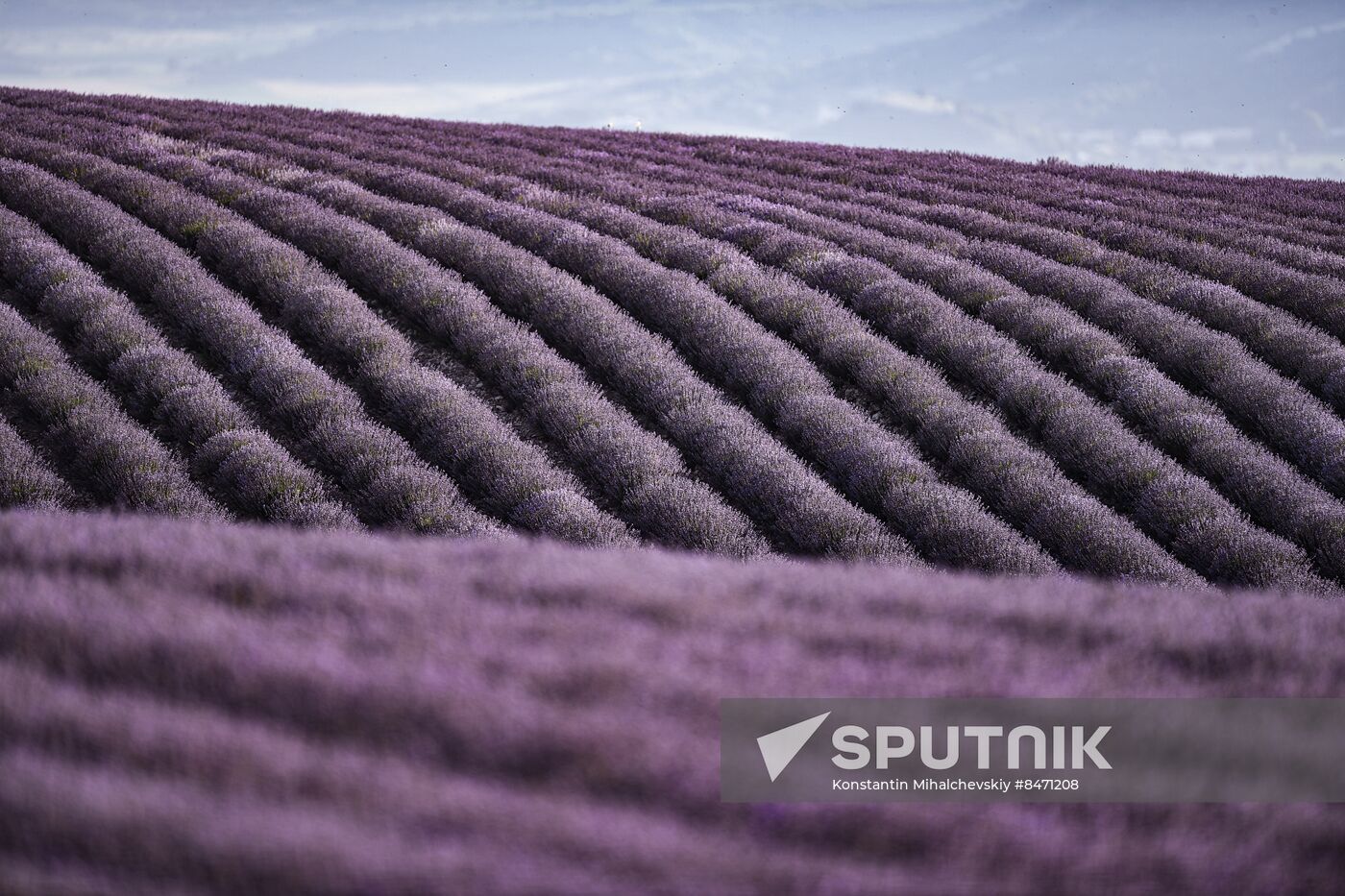 Russia Lavender Fields