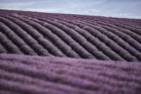 Russia Lavender Fields