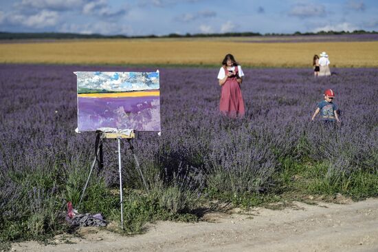 Russia Lavender Fields