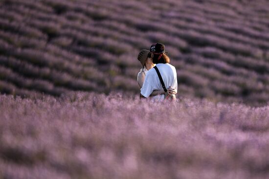 Russia Lavender Fields