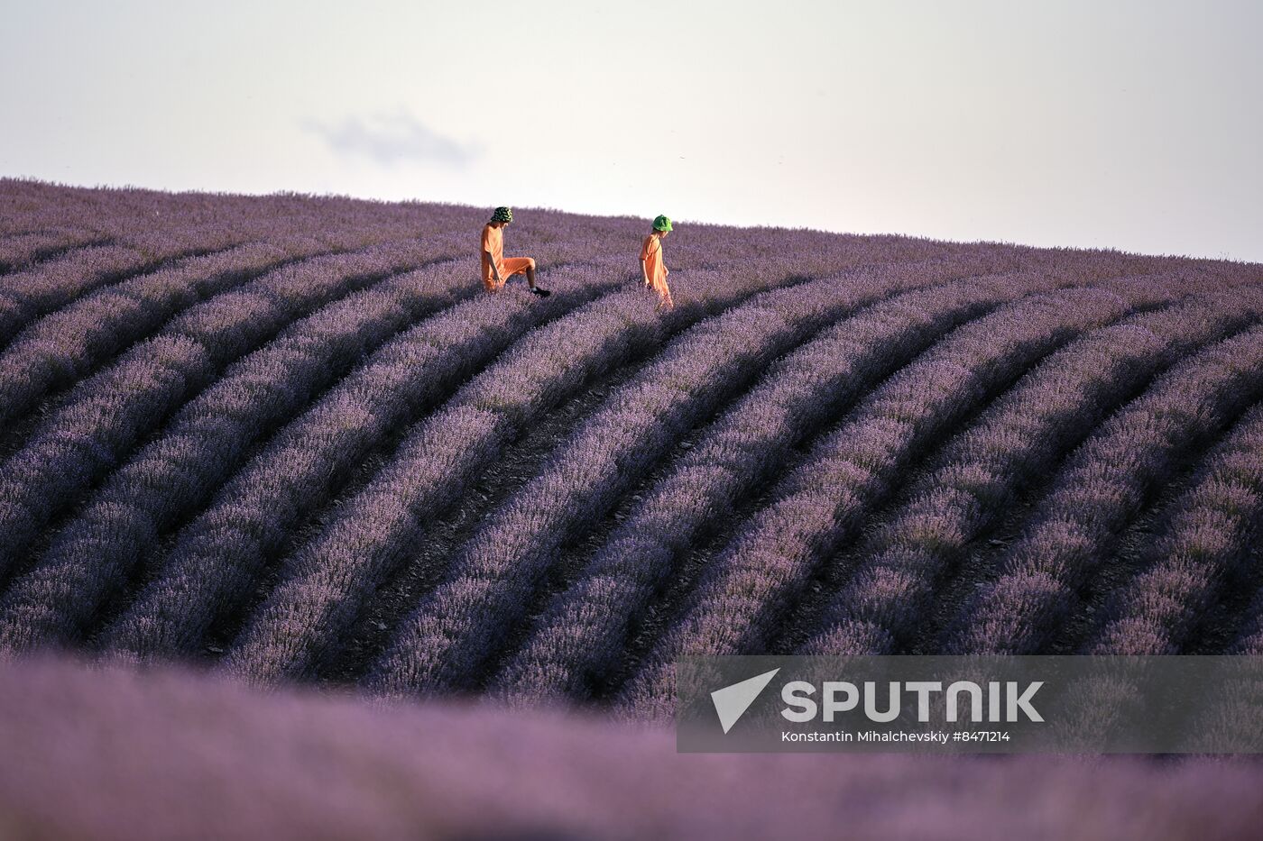 Russia Lavender Fields