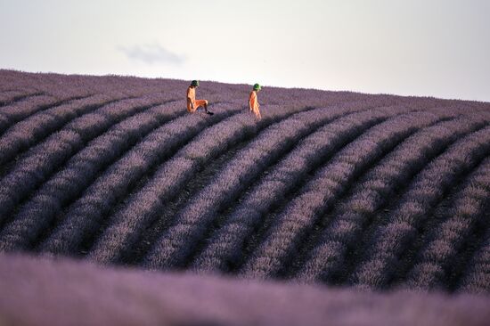 Russia Lavender Fields