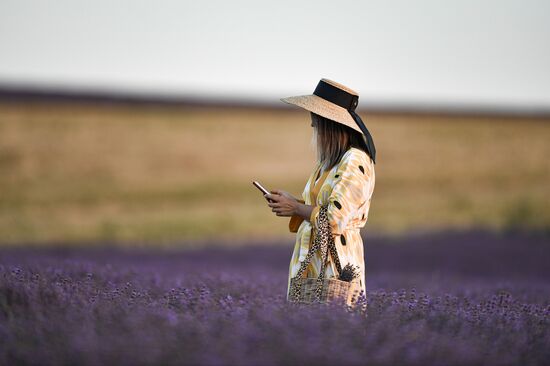 Russia Lavender Fields