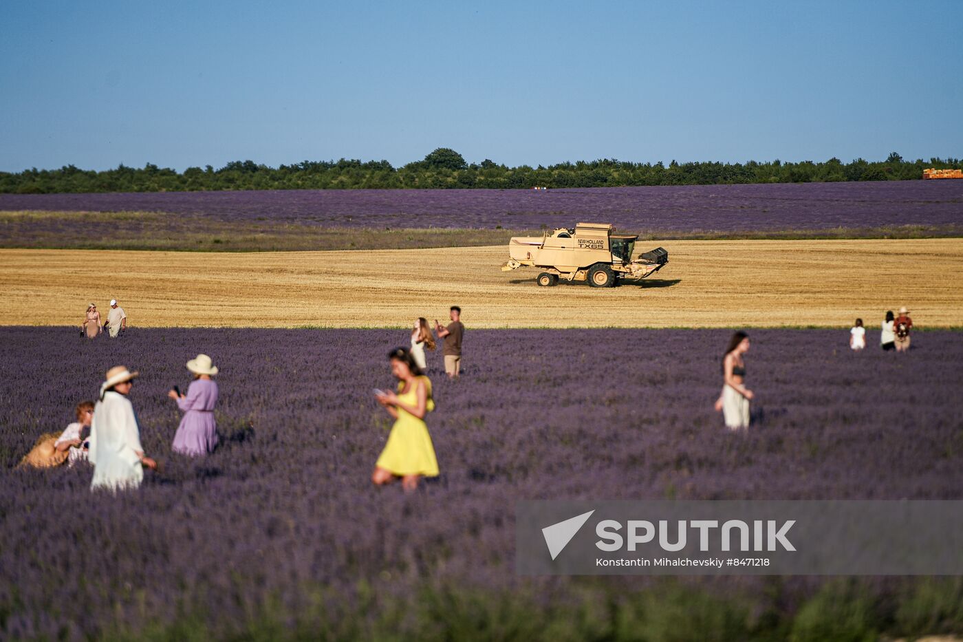 Russia Lavender Fields
