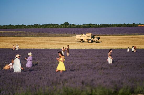 Russia Lavender Fields