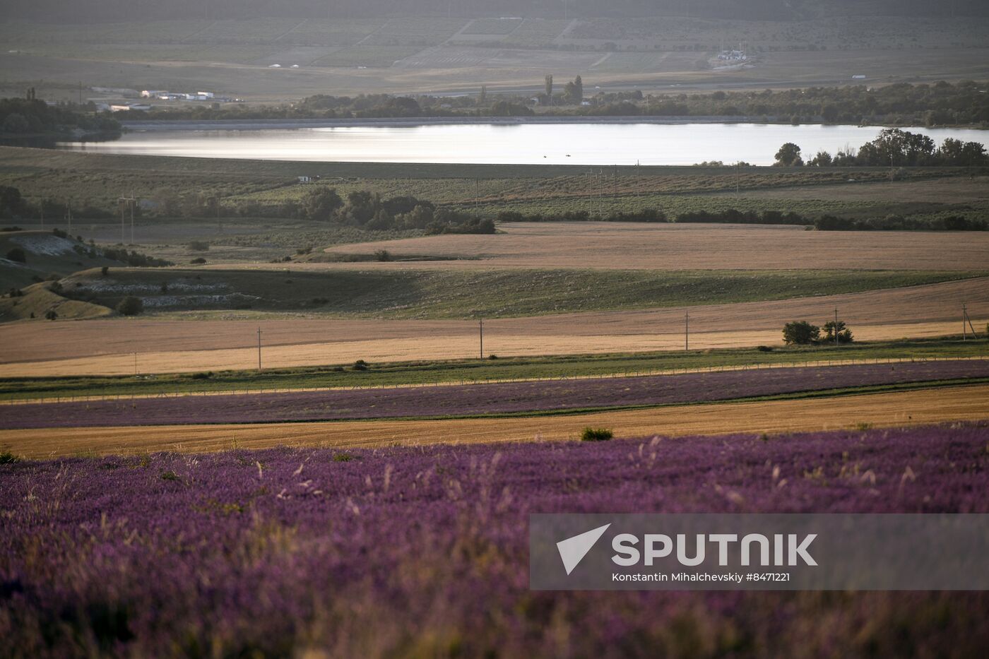 Russia Lavender Fields