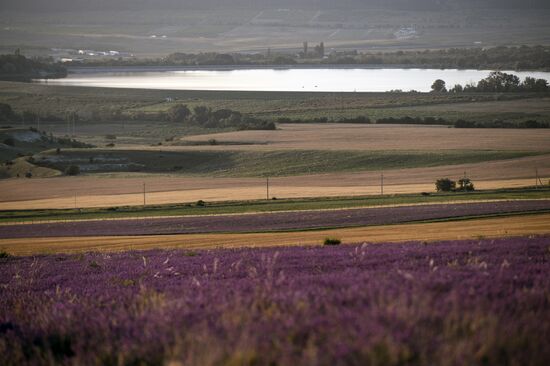 Russia Lavender Fields