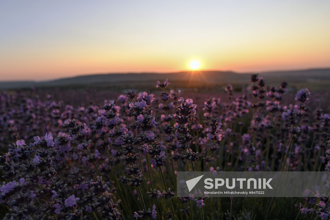 Russia Lavender Fields