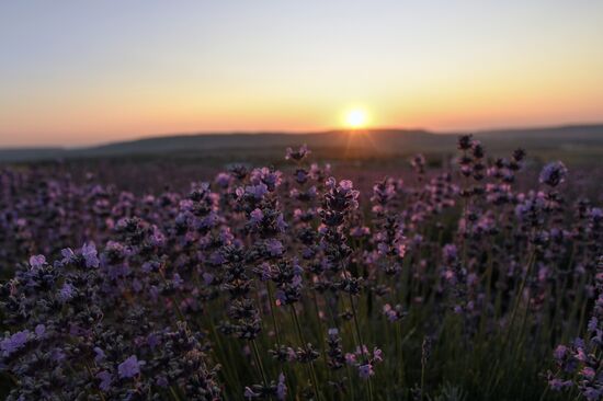 Russia Lavender Fields