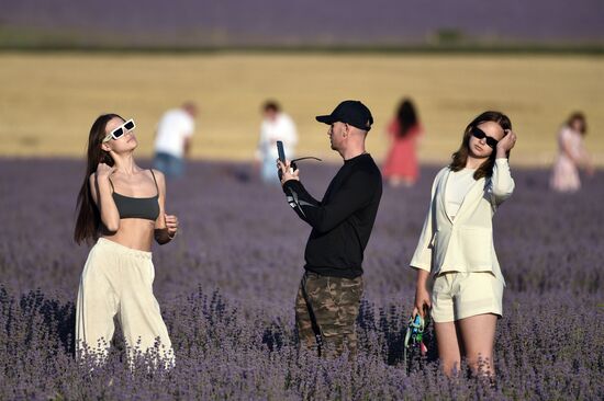 Russia Lavender Fields