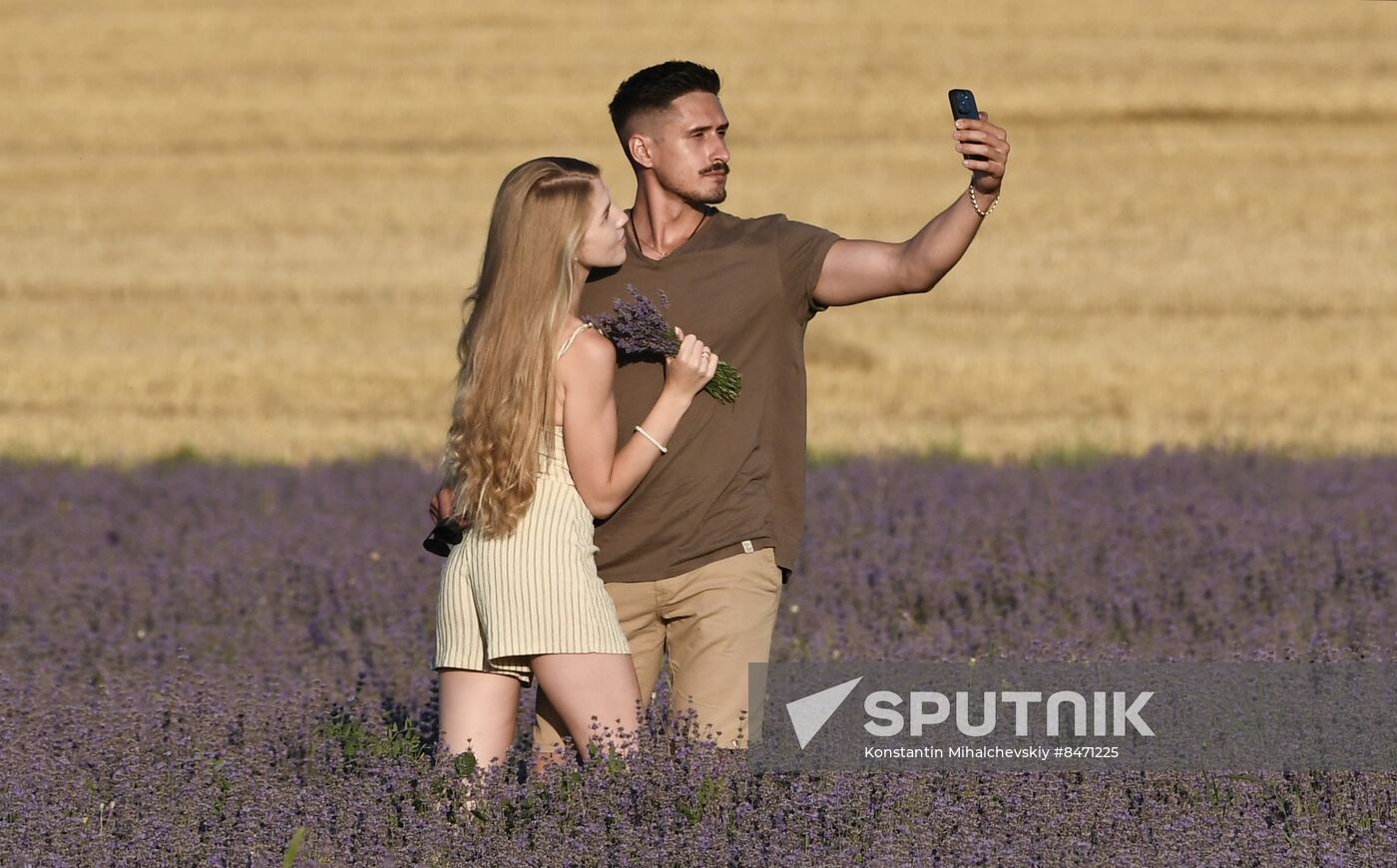 Russia Lavender Fields