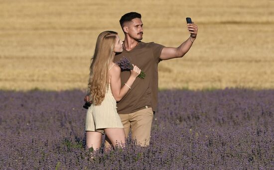 Russia Lavender Fields