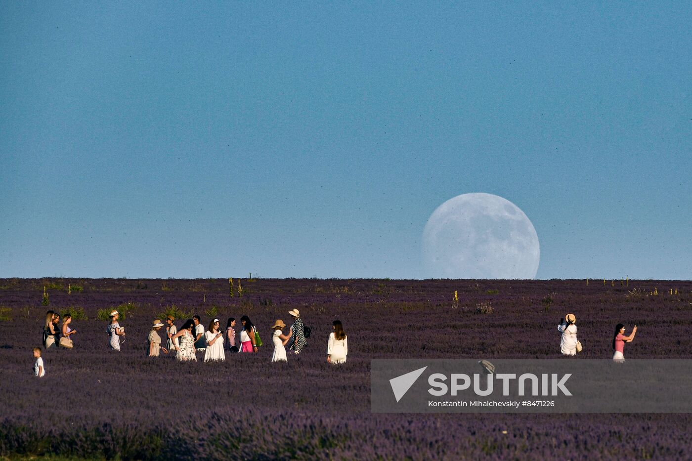 Russia Lavender Fields