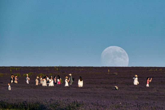 Russia Lavender Fields