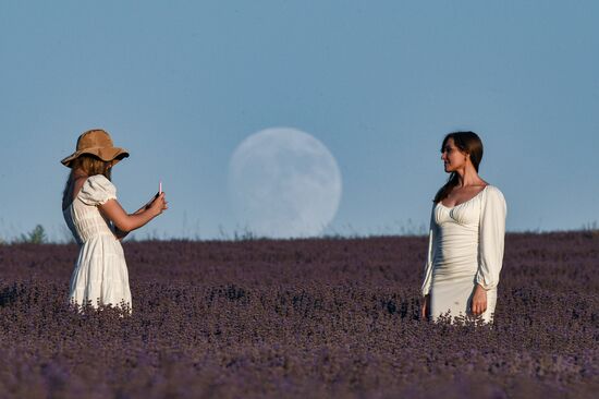 Russia Lavender Fields