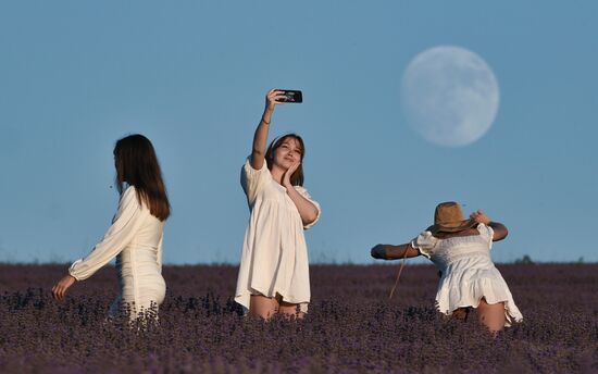 Russia Lavender Fields