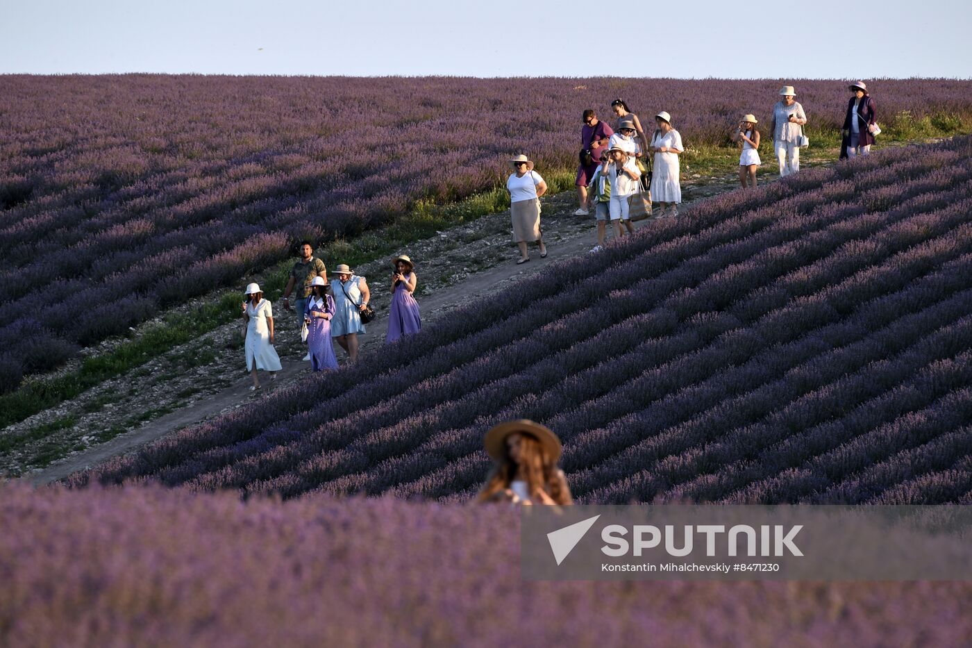 Russia Lavender Fields