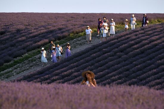 Russia Lavender Fields