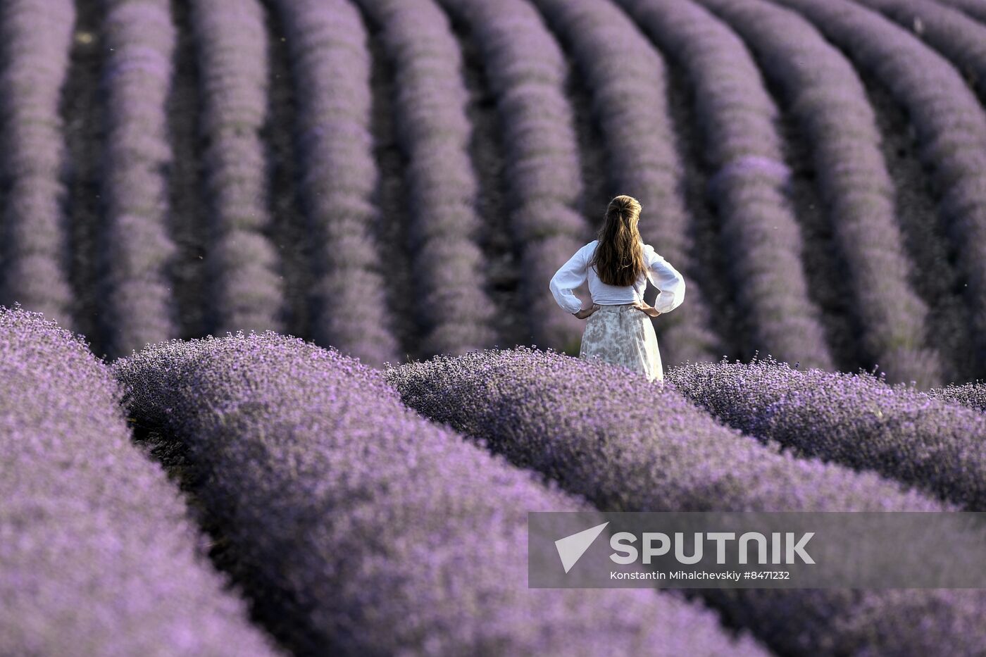 Russia Lavender Fields