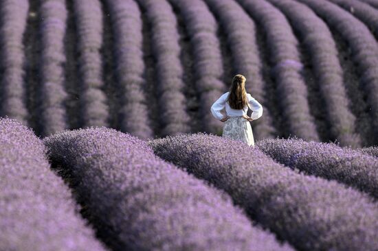 Russia Lavender Fields