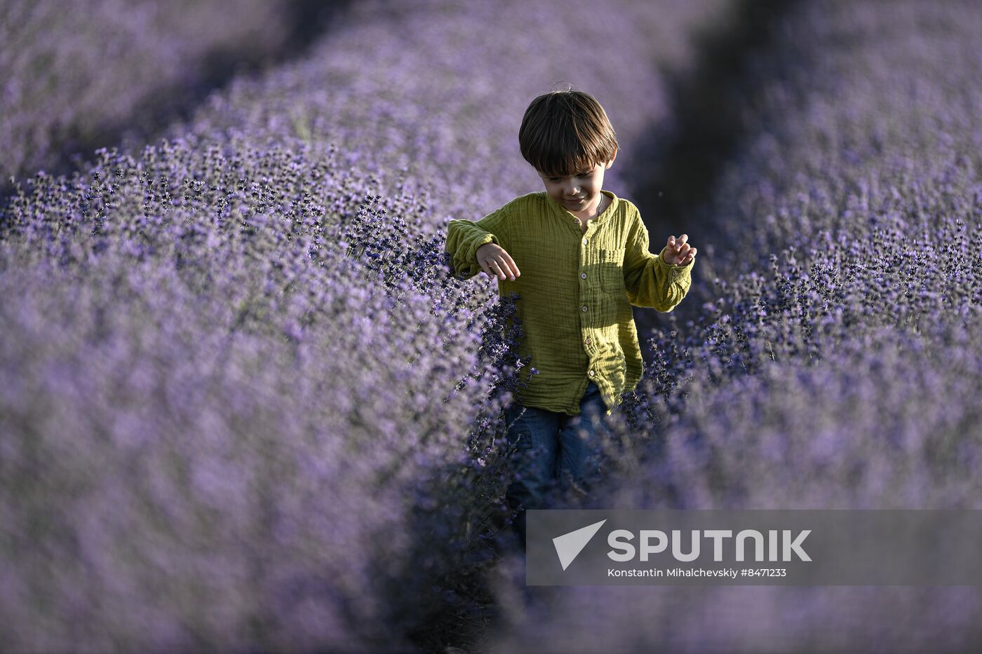 Russia Lavender Fields