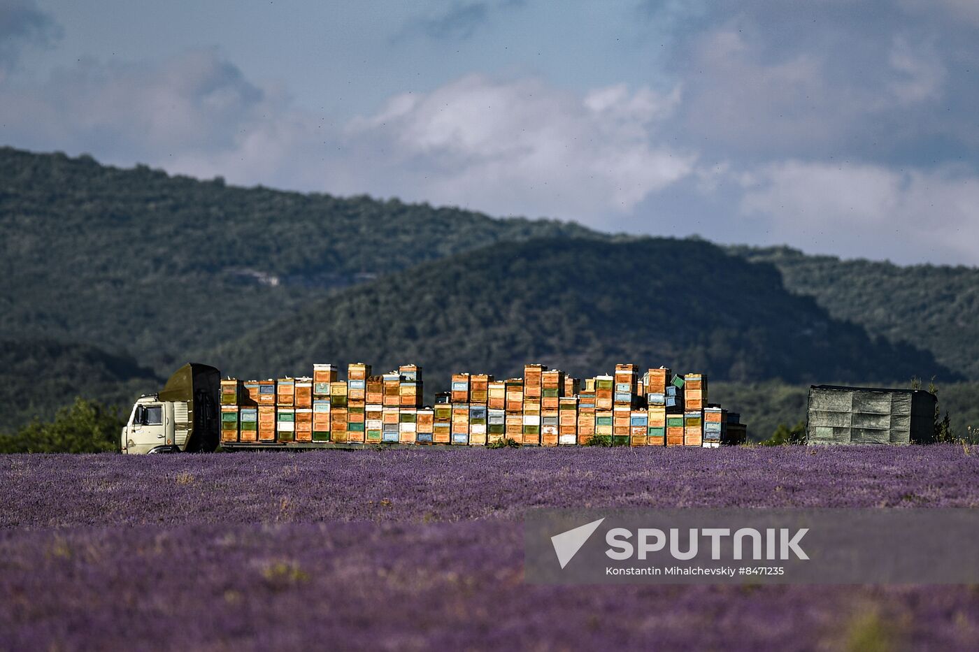 Russia Lavender Fields