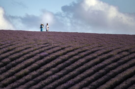 Russia Lavender Fields