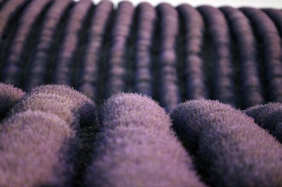 Russia Lavender Fields