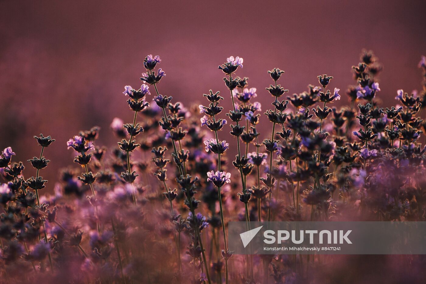 Russia Lavender Fields
