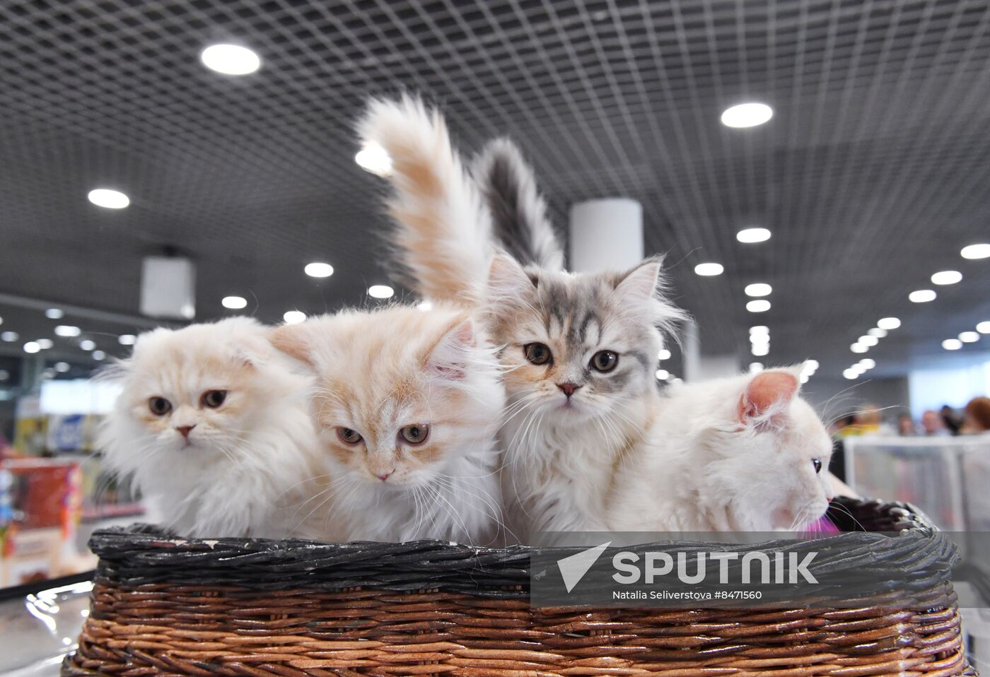 Russia Cat Show