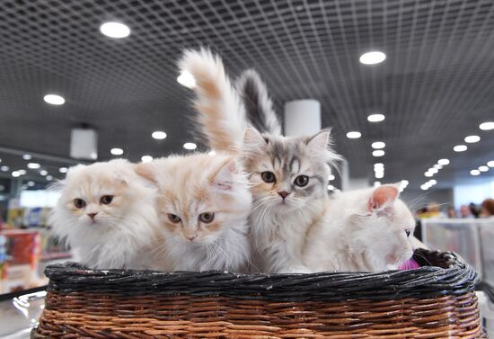 Russia Cat Show