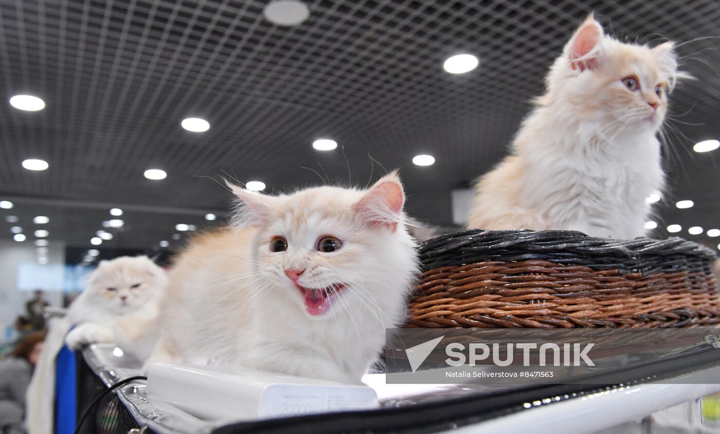 Russia Cat Show