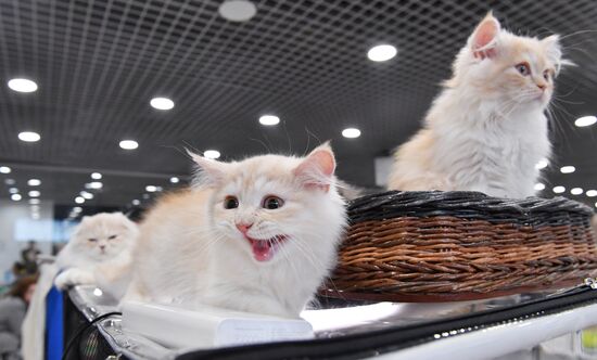 Russia Cat Show