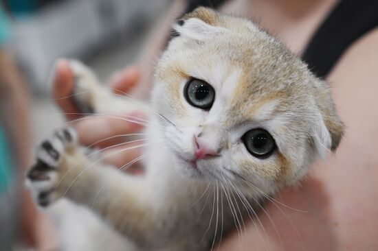 Russia Cat Show