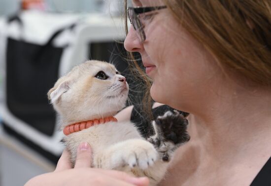 Russia Cat Show