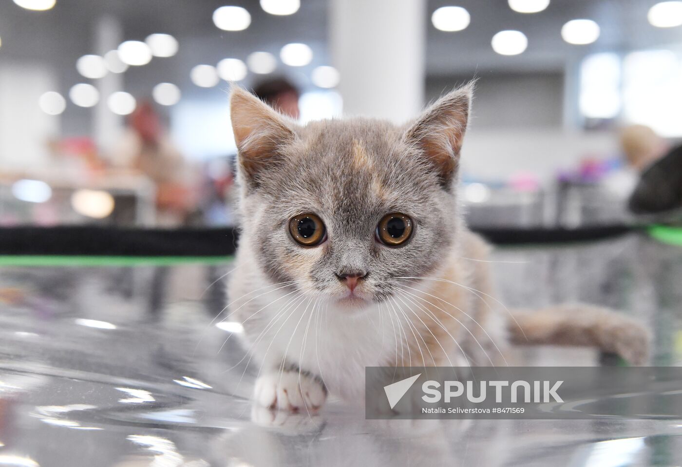 Russia Cat Show