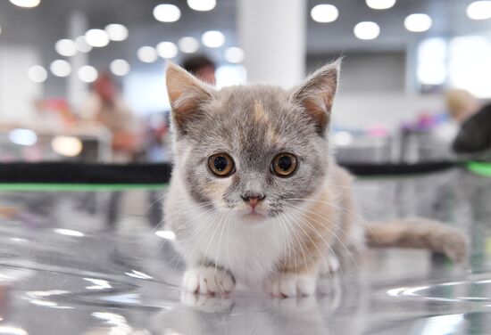 Russia Cat Show