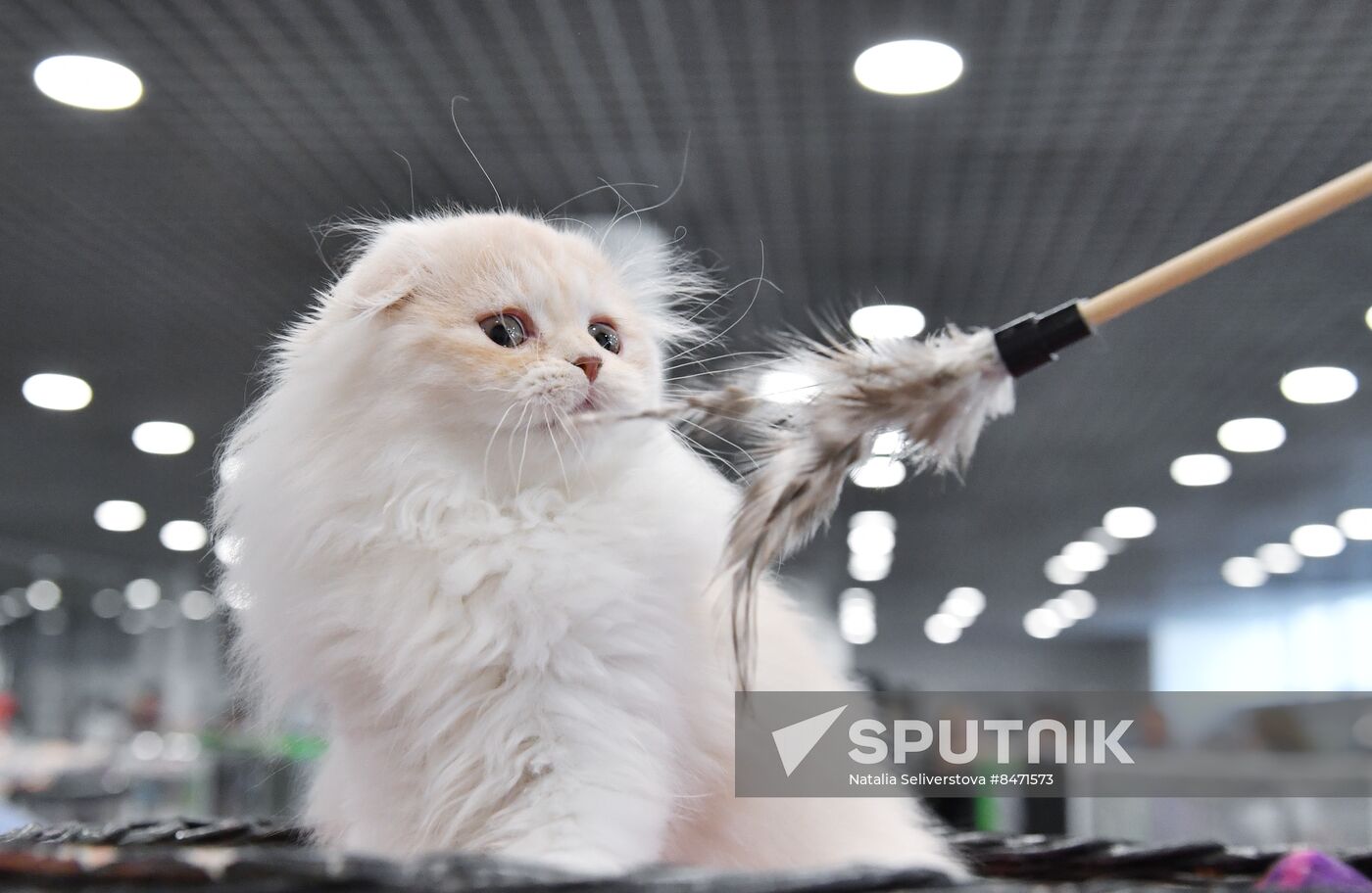 Russia Cat Show